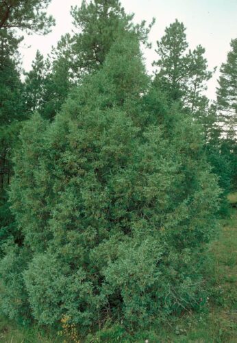 how to prune Wichita blue juniper
