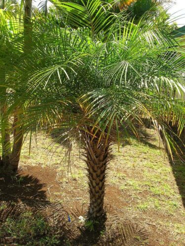 how to grow pygmy date palm