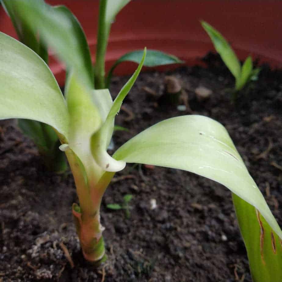 Lucky Bamboo Meaning How Many Stalks You Should Buy