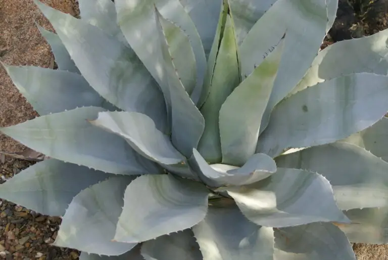 Plants That Look Like Aloe Vera But Arent Lotusmagus