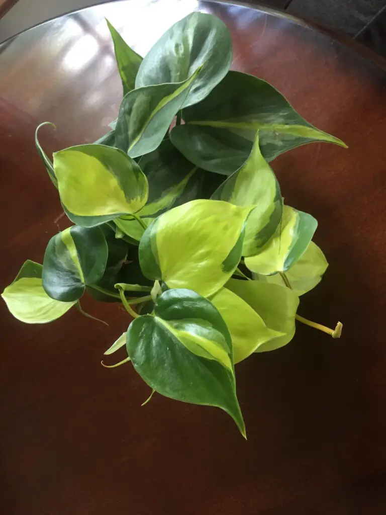 Philodendron Brasil Vs Pothos Which Is Better