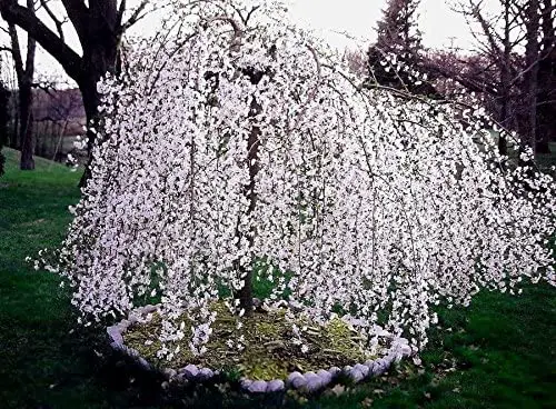 2 Weeping Cherry Tree - ( prunus x yeodensis shidare yoshino )