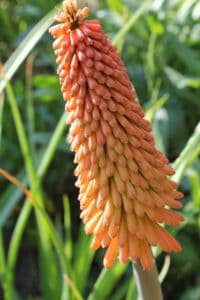 how to care red hot poker plant