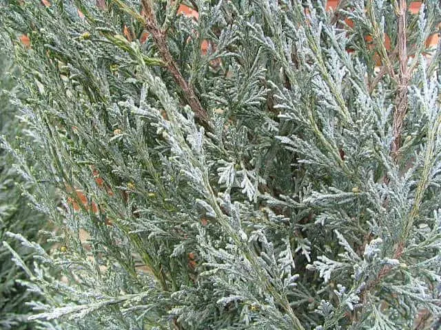 Wichita blue juniper