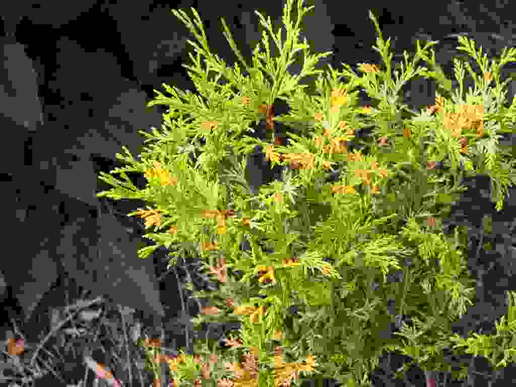 How to Keep a Gold Mop Cypress Small - Prune Dwarf Golden Mop, Thread