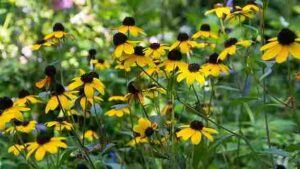 how to grow black eyed susan vine