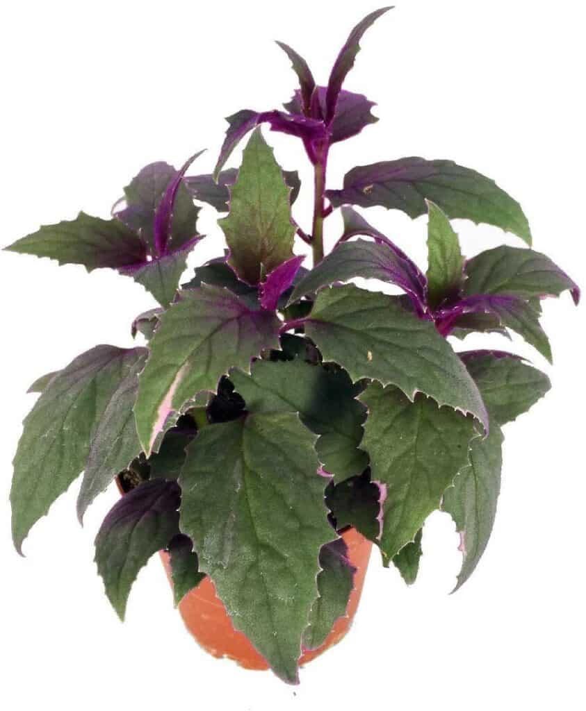 how-to-grow-a-purple-passion-plant-hunker-purple-passion-plant