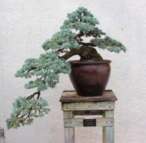 beautiful blue atlas cedar bonsai