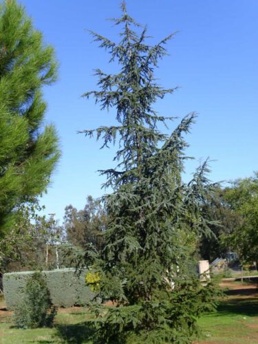 how to grow blue atlas cedar