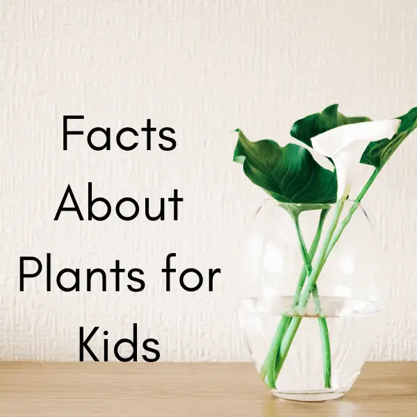 interesting-facts-about-plants-youtube