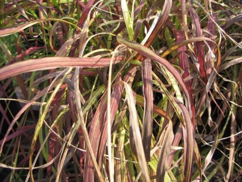 Sale , care , grow , tips, Japanese blood grass