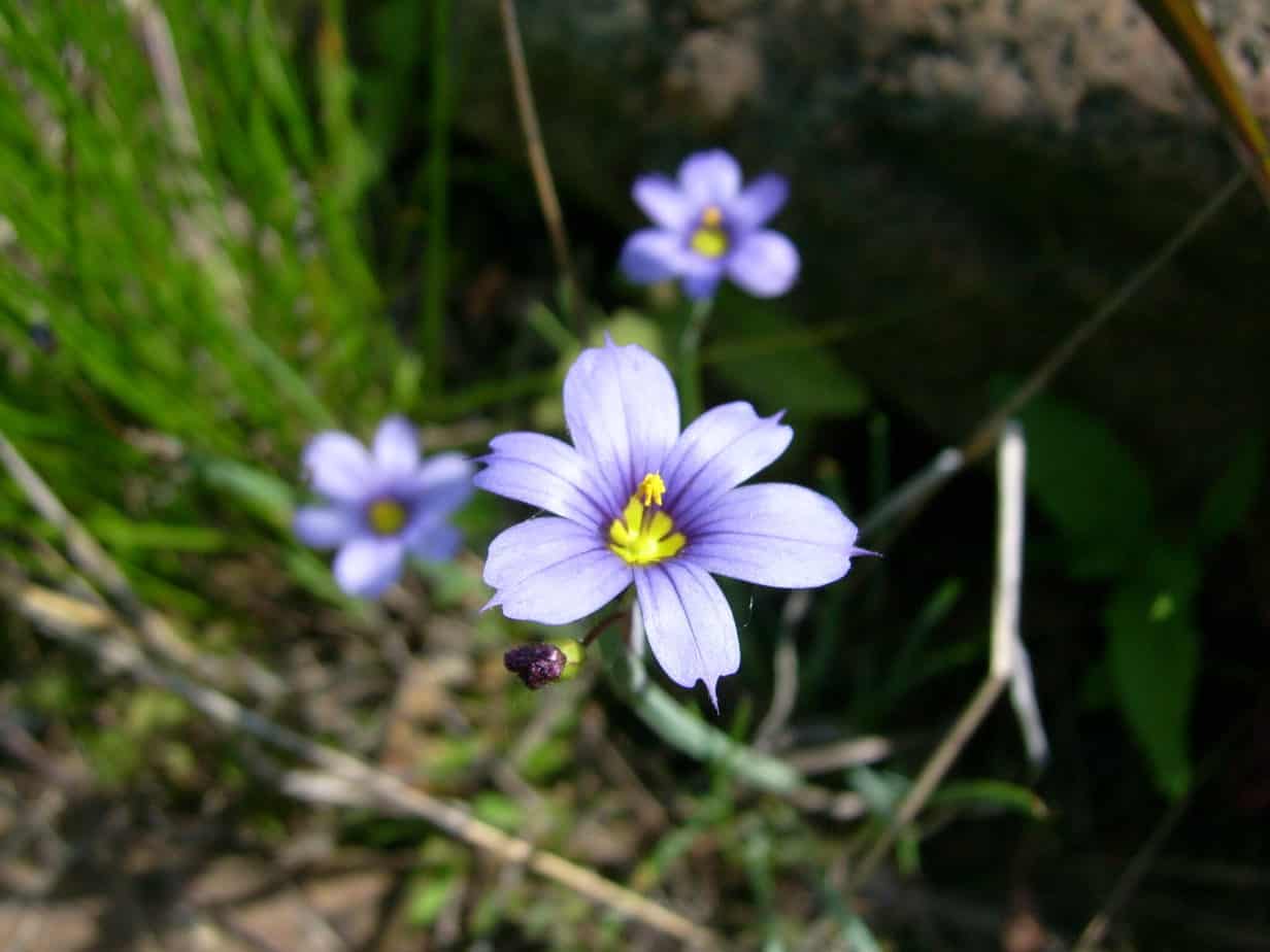 Blue Eyed Grass - How to Grow , Care , Where to Plant (Sisyrinchium)