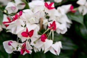 bleeding heart vine plant