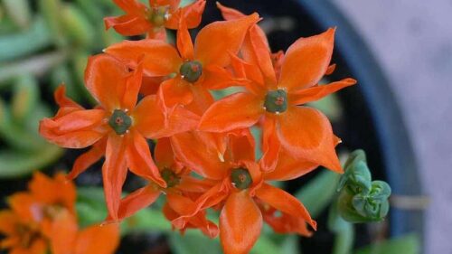 How to Propagate Orange Star Plant