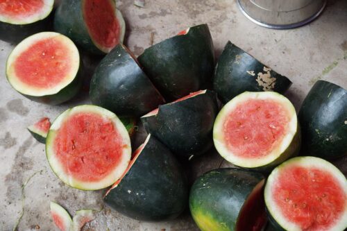 sugar-baby-watermelon-yield-per-plant-calories-growing-caring