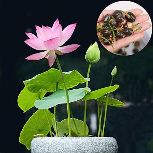 Lotus Plant for Sale Also Tips on How to Grow and Care