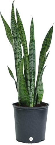 Snake plant