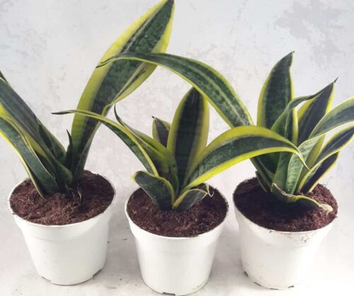 When to Repot Snake Plant