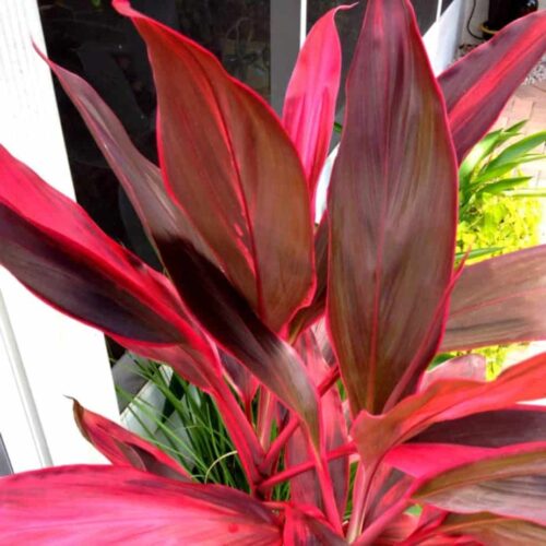 Hawaiian Ti Plant 