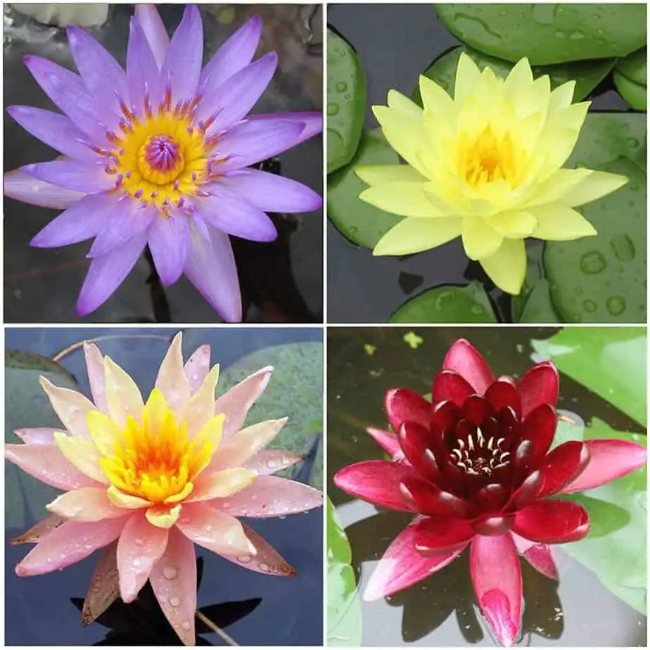 Characteristics of Water Lily - Leaves and Stem Description