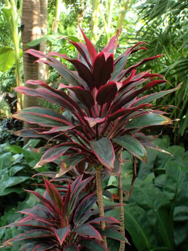 Hawaiian Ti Plant   Benefits, Outdoor Care, Propagation