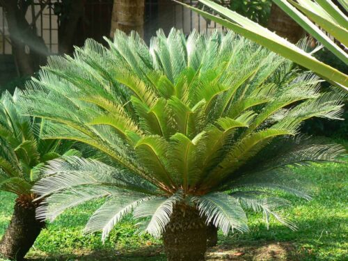Sago Palm - Care, Indoor, Seeds, Problems, Propagation , Prune , Prices