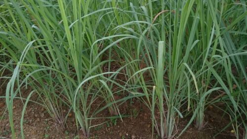 How to Grow Lemongrass - Tips and Easy Guide to Follow