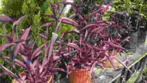 Purple Heart Plant ( Tradescantia pallida)
