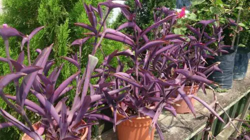 hanging purple heart plant