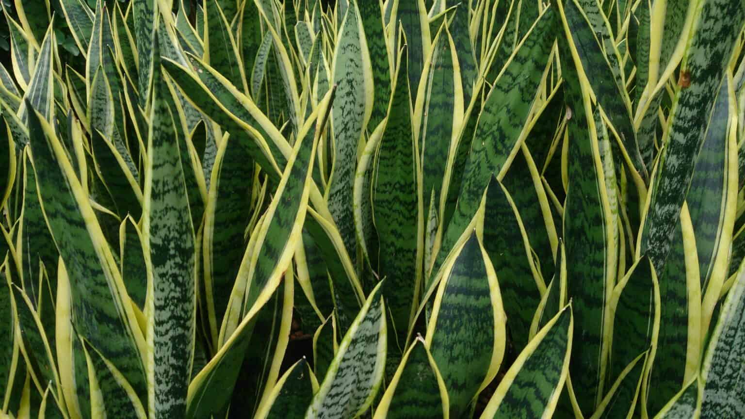 When to Water Snake Plant? Avoid Overwatering in Sansevieria!