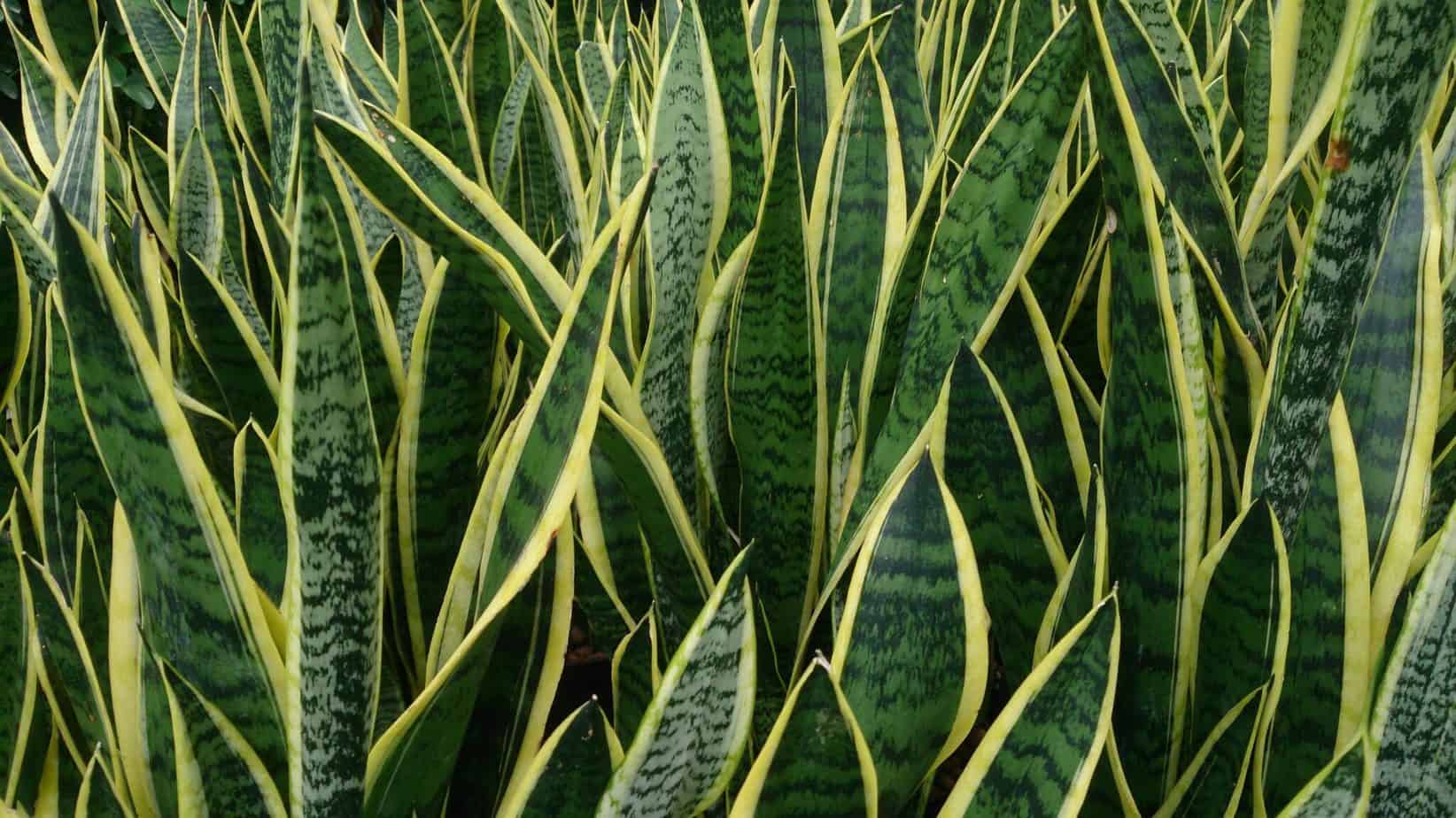 Is Snake Plant Poisonous to Dogs? Learn How To Tackle