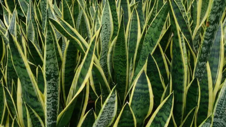 Is Snake Plant Poisonous to Humans? - (Dogs, Cats, To Touch)