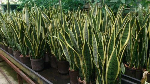 Repotting Snake Plant