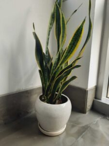 How much water does a snake plant need