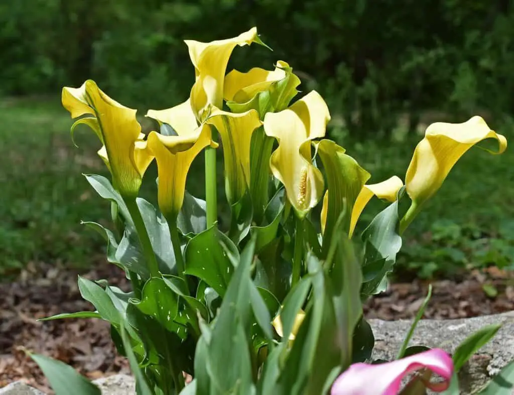 calla-lily-propagation-from-seed-6-28-12-youtube