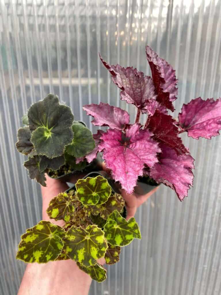 Why Are My Begonia Leaves Turning Brown? How to Fix It