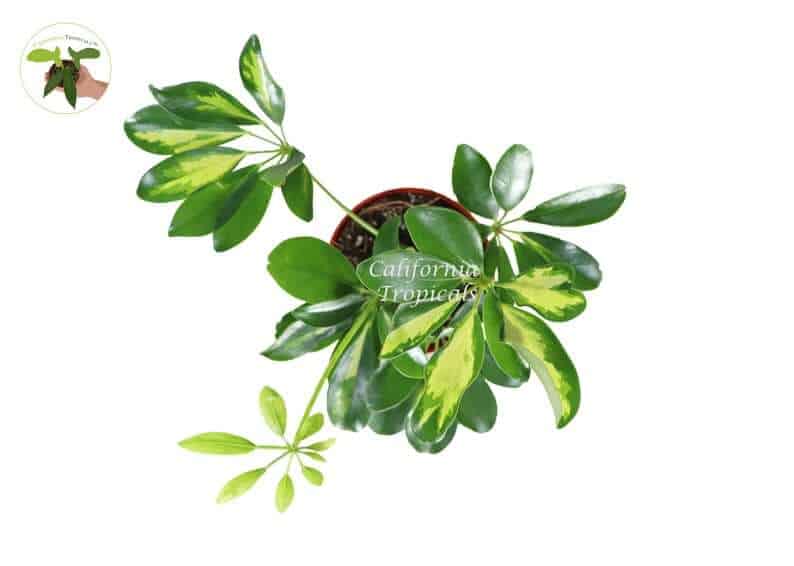 Schefflera Arboricola Umbrella Plant Variegated