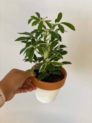 Umbrella Plant Schefflera Arboricola