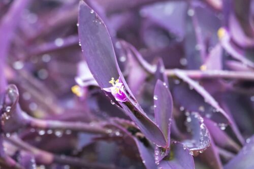 Purple Heart Plant Flower ( Tradescantia pallida)