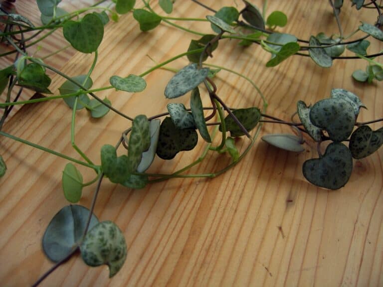 How to Care For String of Hearts Soil, propagation,Tuber,Problems