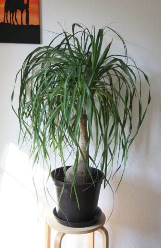 Ponytail plant care indoors