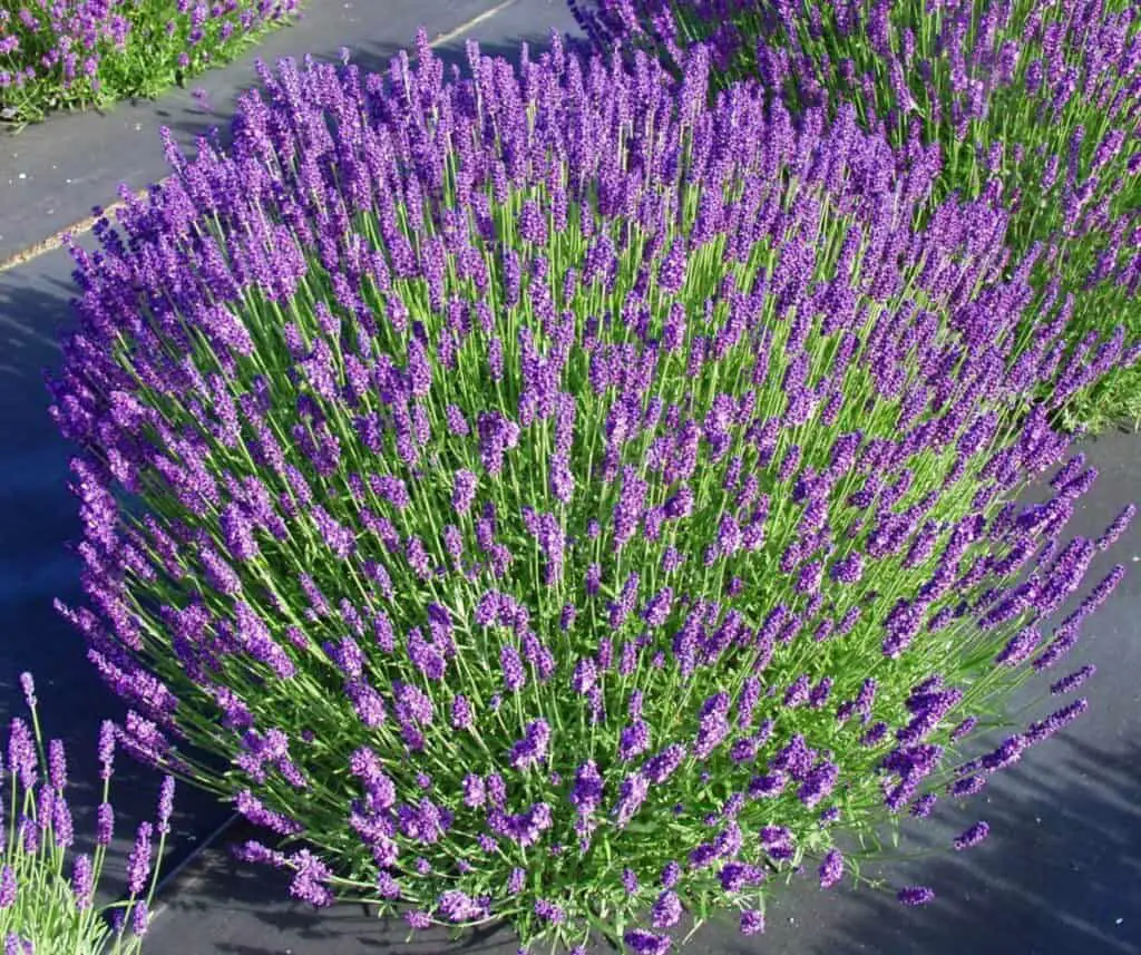 Lavender Plant Indoor Benefits, Outside, Propagation, Pruning(Guide)