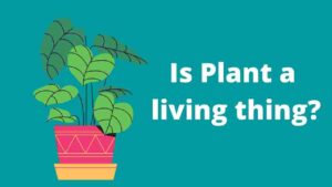 Is Plant a living thing