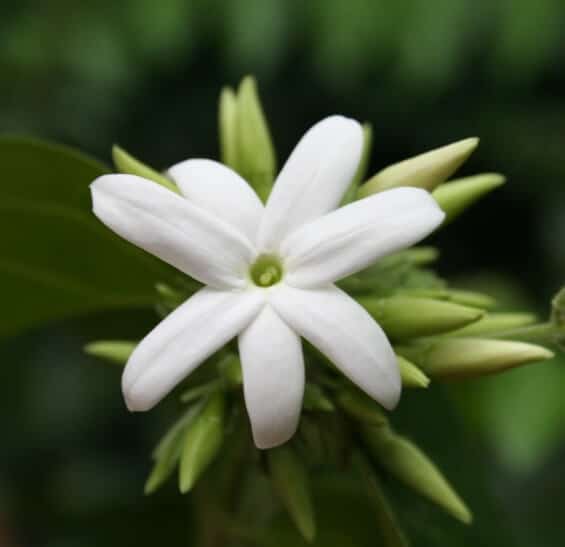 is jasmine poisonous to dogs