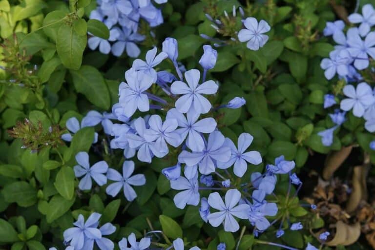 Is Plumbago Toxic to Dogs to Humans Or Cats?