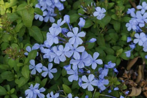 is plumbago poisonous to humans