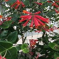 is coral honeysuckle poisonous to dogs