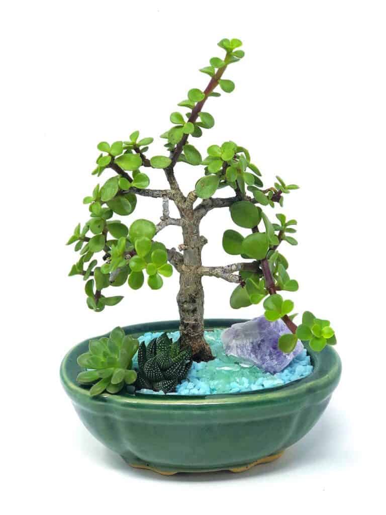 Jade Plant Care - How to Prune, Propagate, Bushy(Crassula Ovata)