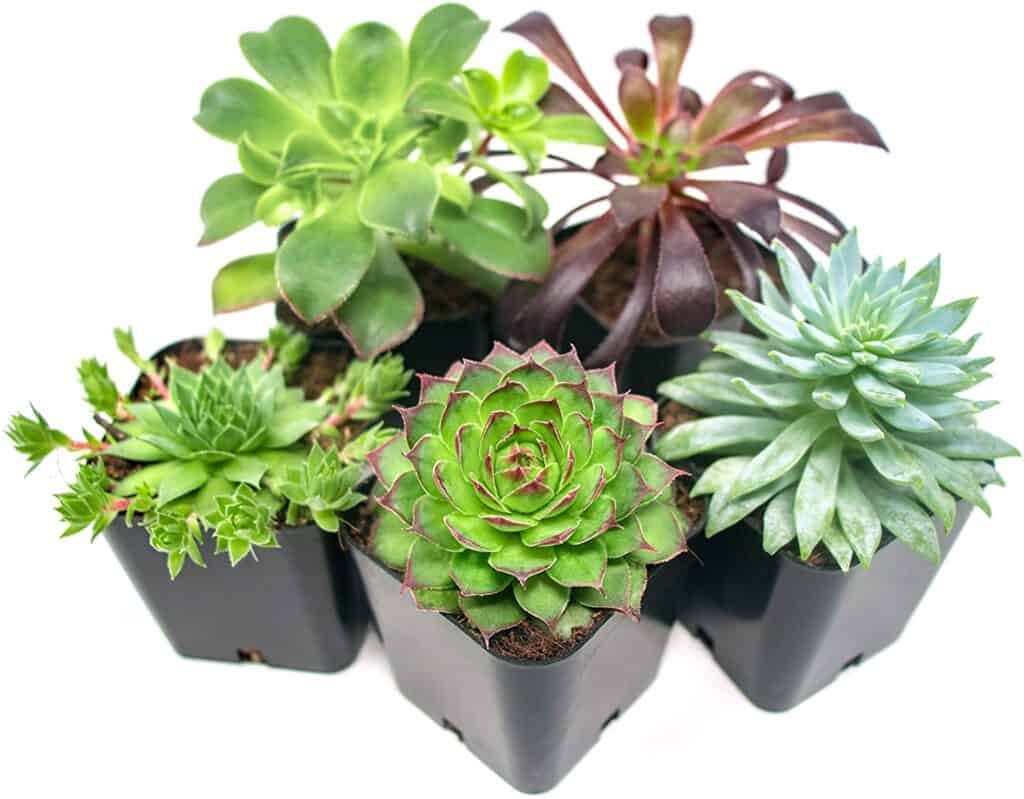 Top 12 Best Fertilizer for Succulents (With Pictures)