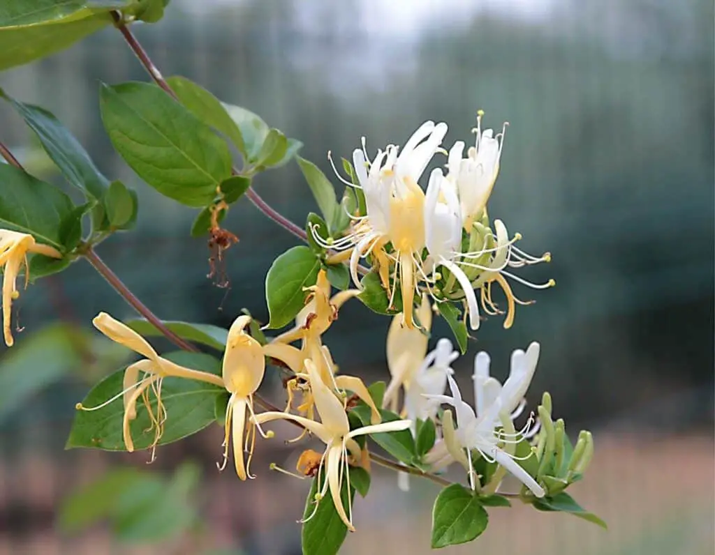 honeysuckle-vine-care-propagation-pruning-sale-growing-guide